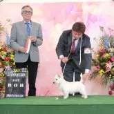 ケアーンテリア【大阪府・男の子・2024年11月25日・クリーム】の写真2