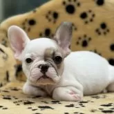 フレンチブルドッグ【大阪府・女の子・2025年8月23日・パイド】の写真3