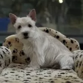 ケアーンテリア【大阪府・男の子・2025年8月25日・クリーム】の写真3