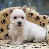 ケアーンテリア【大阪府・男の子・2025年10月10日・クリーム】の写真3