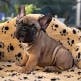 フレンチブルドッグ【大阪府・男の子・2025年6月11日・フォーン】の写真3