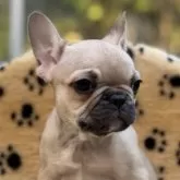 フレンチブルドッグ【大阪府・女の子・2025年8月23日・フォーン】の写真3