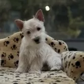 ケアーンテリア【大阪府・男の子・2025年8月25日・クリーム】の写真4