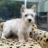 ケアーンテリア【大阪府・男の子・2025年5月10日・クリーム】の写真4