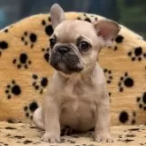 フレンチブルドッグ【大阪府・女の子・2025年8月23日・フォーン】の写真5