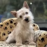 ケアーンテリア【大阪府・女の子・2025年8月25日・クリーム】の写真5