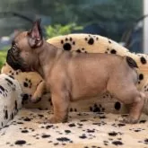 フレンチブルドッグ【大阪府・男の子・2025年6月11日・フォーン】の写真6