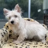 ケアーンテリア【大阪府・男の子・2025年5月10日・クリーム】の写真6