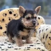 ノーリッチテリア【大阪府・女の子・2025年10月11日・ブラック&タン】の写真8