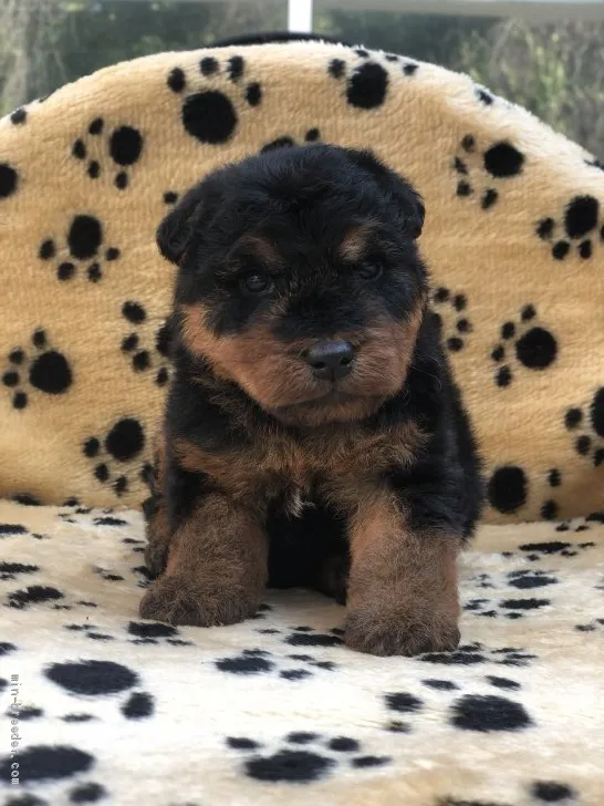 ID：2004-00491の子犬