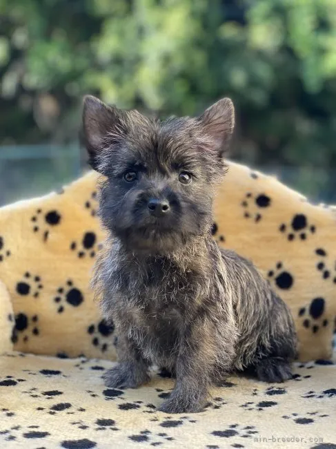 ID:2108-03268の子犬