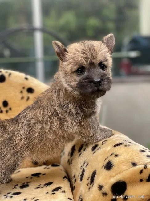 N.Y 様のお迎えした子犬