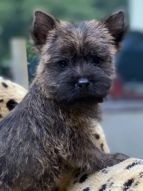 ID:2108-03273の子犬