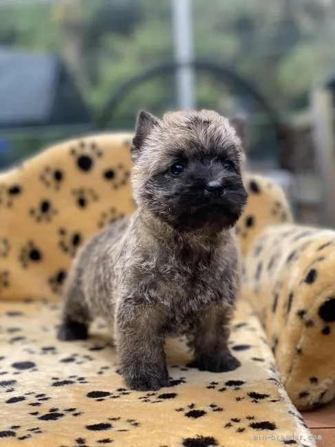 ID：2105-00365の子犬