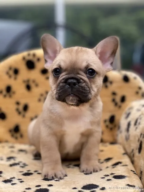 ID：2110-01345の子犬