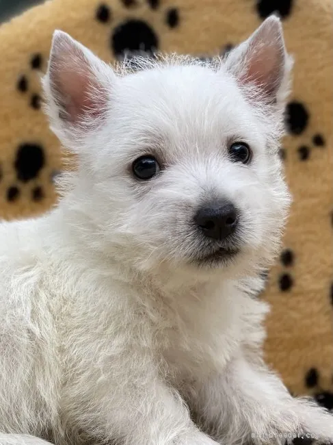 ID:2106-00250の子犬