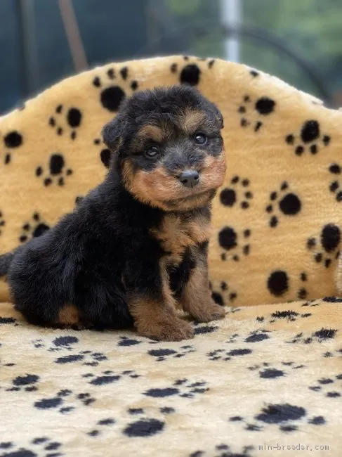 M.A 様のお迎えした子犬