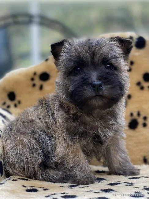 ID:2203-02493の子犬