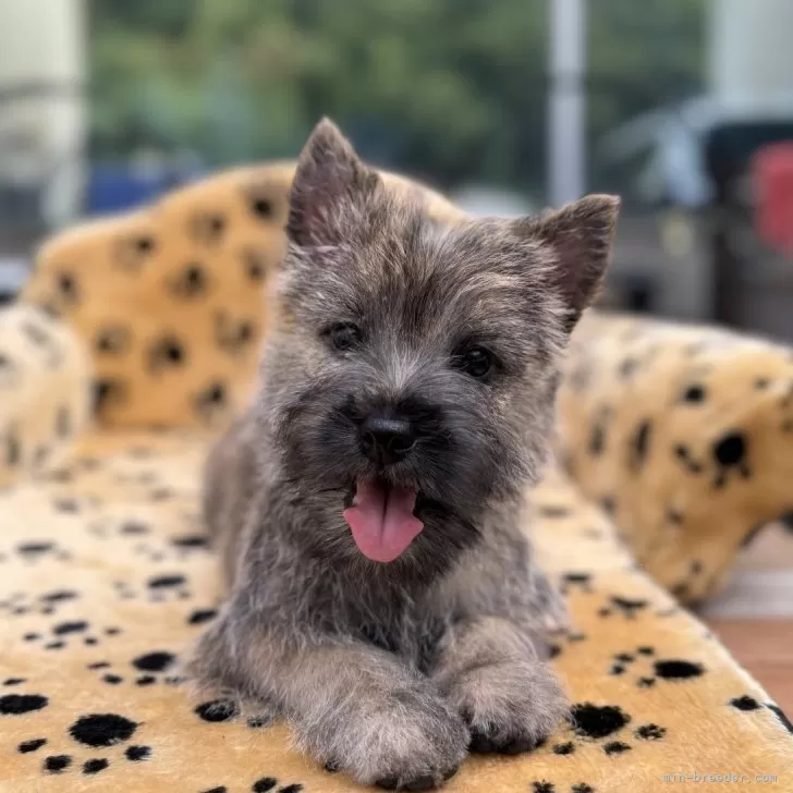 ID:2408-07682の子犬