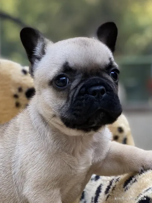 Eri 様のお迎えした子犬