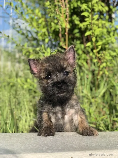 ID：2004-02692の子犬