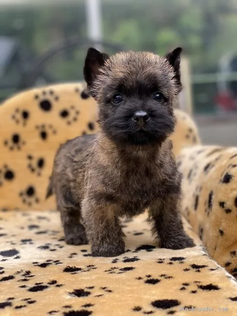 ID:2106-00254の子犬