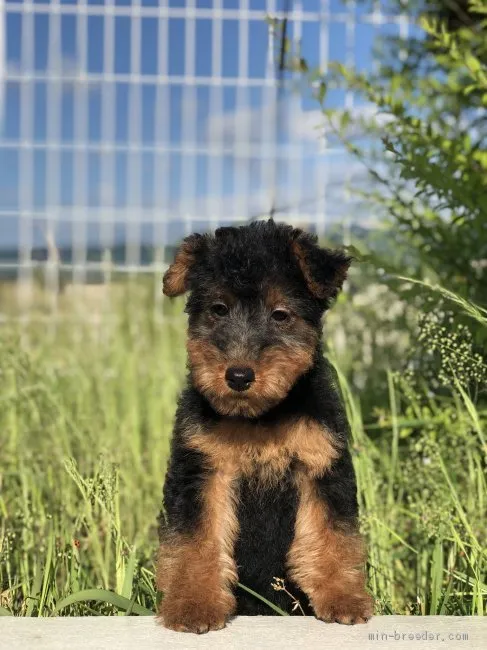 ID：2004-00492の子犬