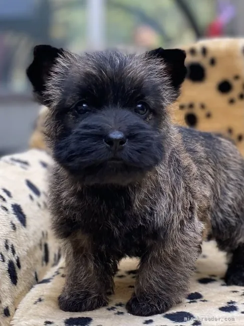 ID:2203-02492の子犬