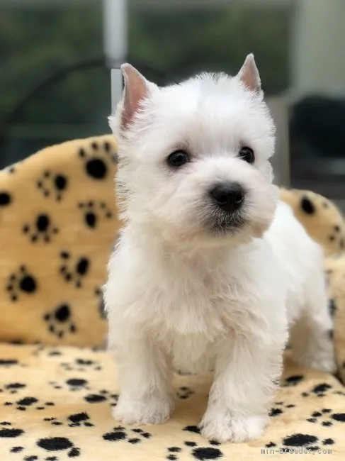 T.K 様のお迎えした子犬