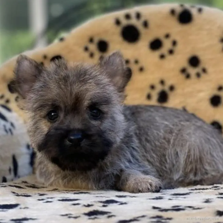 ID:2211-01523の子犬