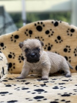 ケアーンテリア【大阪府・女の子・2020年9月12日・ウィートン】の写真「甘えた姉妹です」