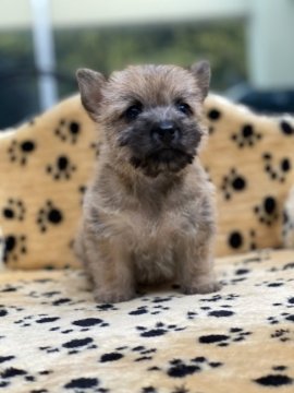 ケアーンテリア【大阪府・女の子・2020年10月9日・レッド】の写真「3姉妹のまとめ役」