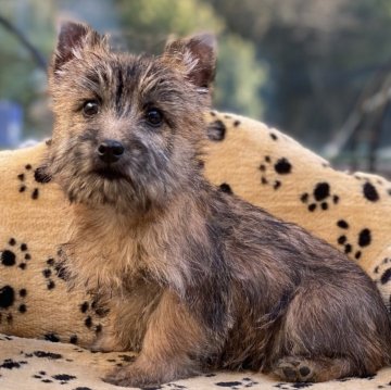 ケアーンテリア【大阪府・女の子・2023年12月12日・レッド】の写真「おしゃまな女の子。」