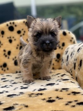 ケアーンテリア【大阪府・女の子・2020年9月12日・レッド】の写真「甘えた姉妹です。」