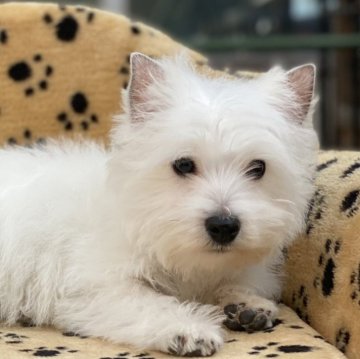 ウエストハイランドホワイトテリア【大阪府・男の子・2023年12月10日・ホワイト】の写真「明るくマイペースな子に育ちました」