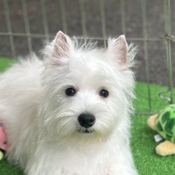 ウエストハイランドホワイトテリア【大阪府・男の子・2024年8月1日・ホワイト】の写真「明るい楽しい男の子」