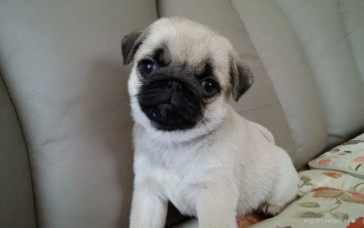ID：2106-00636の子犬