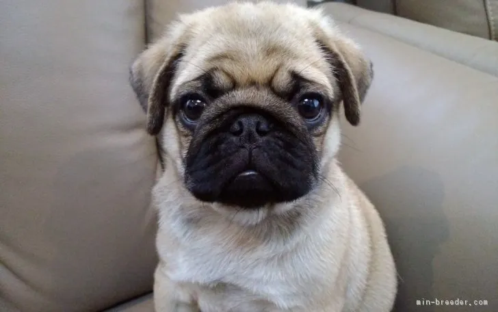 ID：1707-01631の子犬