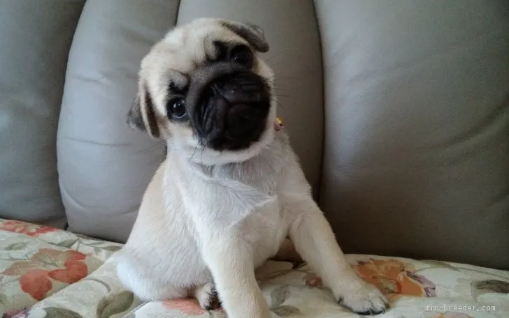 ID：2106-00639の子犬