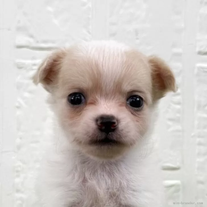 ID:2508-00095の子犬