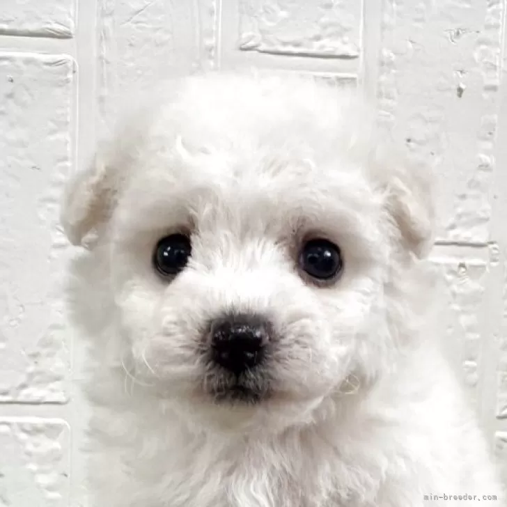 黒イチゴ 様のお迎えした子犬