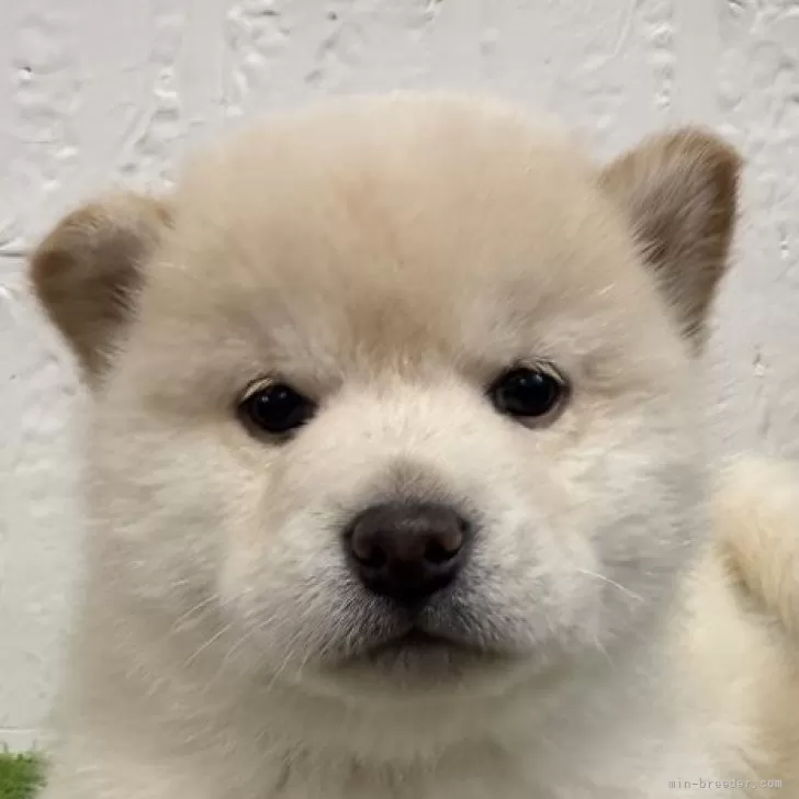 ID：2503-04508の子犬