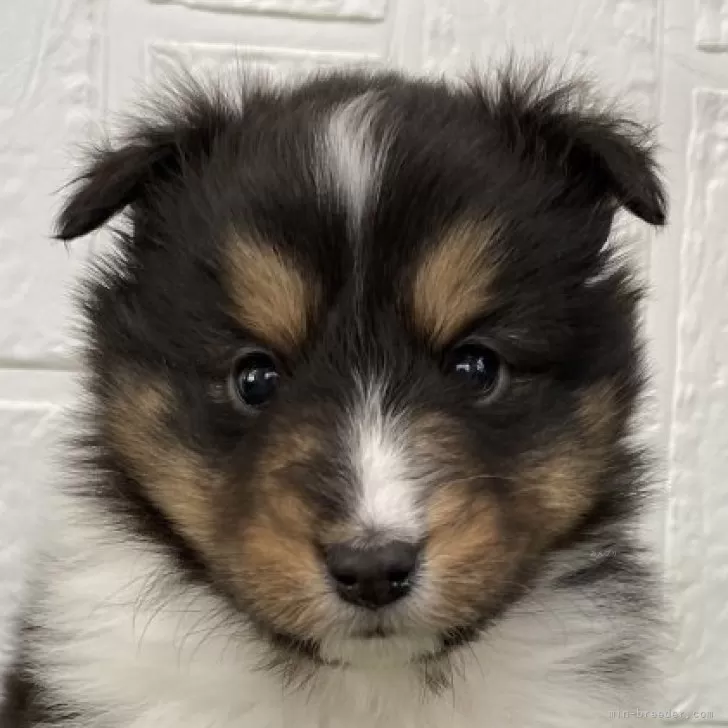 ID：2502-02124の子犬