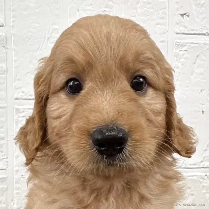 ID:2507-06169の子犬