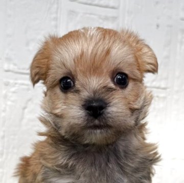 ミックス(マルチーズ×ヨークシャーテリア)【徳島県・男の子・2025年10月15日・パーティー】の写真「可愛い男の子です♡」