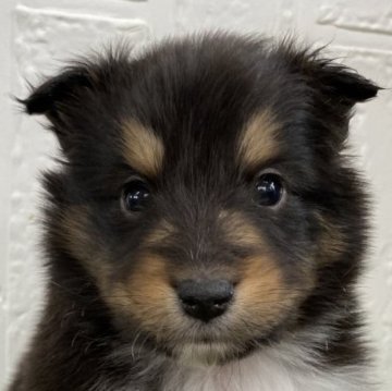 シェットランドシープドッグ【徳島県・男の子・2024年12月24日・ブラックホワイト&タン】の写真「可愛い男の子♡」