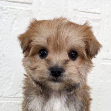 ミックス(マルチーズ×ヨークシャーテリア)【徳島県・女の子・2025年10月15日・パーティー】の写真「可愛い女の子です♡」