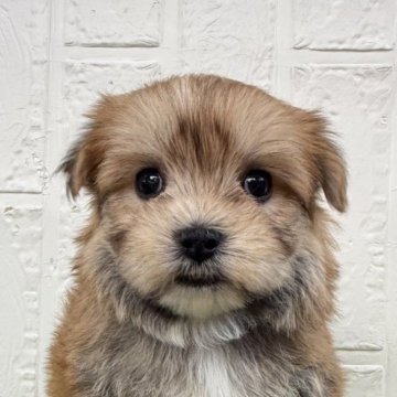 ミックス(マルチーズ×ヨークシャーテリア)【徳島県・女の子・2025年10月15日・パーティー】の写真「可愛い女の子です♡」