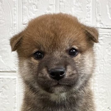 柴犬(標準サイズ)【徳島県・男の子・2025年6月25日・赤】の写真「可愛い男の子♡」