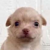 チワワ(ロング)